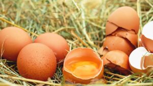 Egg and broken eggs kept over ground